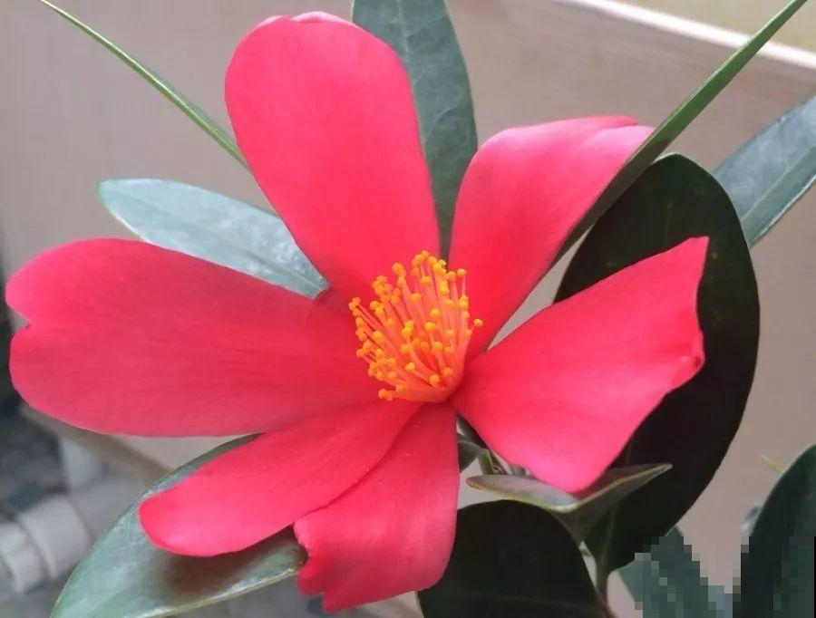 15种花，2020年很流行，许多都是新面孔，养了就上瘾！