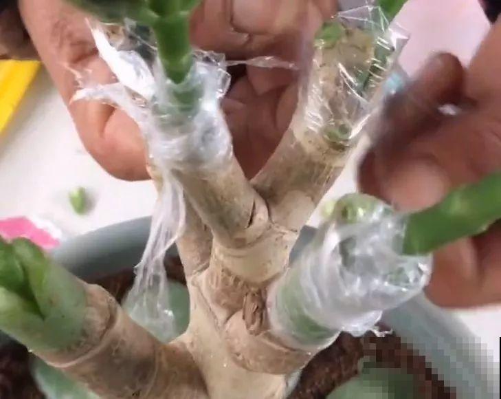 用长寿花盆里浇点它，叶片个个都巴掌大，长成2米“巨无霸”！