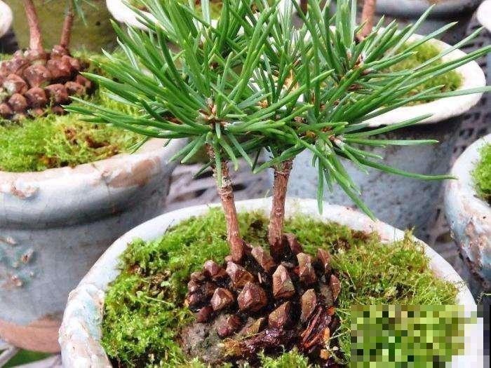 松树全身都是宝，松针、松球、松花粉……家附近有一棵就赚大了！