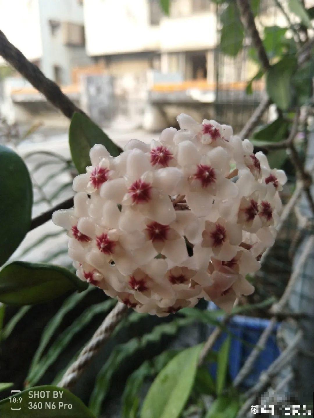 这花超耐阴，没光也能爬满墙，依次开花几十朵！