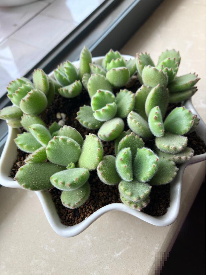 爷爷养的熊童子，盆盆叶肥根壮，活脱脱像棵小树苗