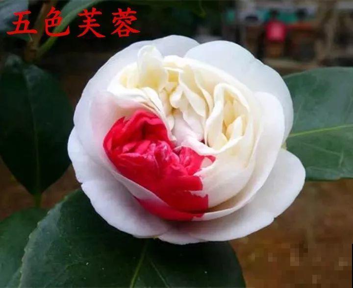 冬天必养的花，竟然有30个品种，最稀罕的是这个颜色！