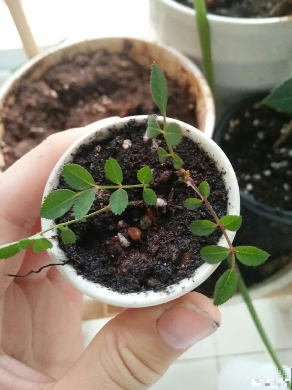 这花得小心养，花盆越根越壮，否则积水又烂根