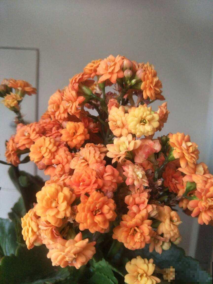 那些开出“花团子”的花，个个都是爆盆机器，开花停不下来