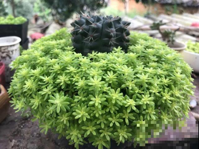 太阳花种子撒一把，能开满阳台，一年四季死不了！