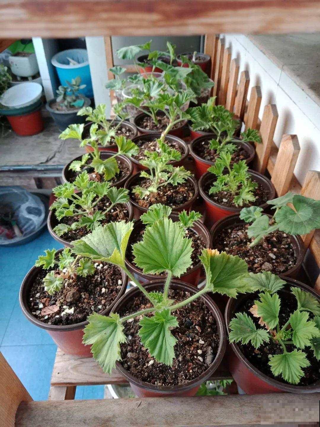 这6种花，现在扦插最好活，摘片叶子照样生根！
