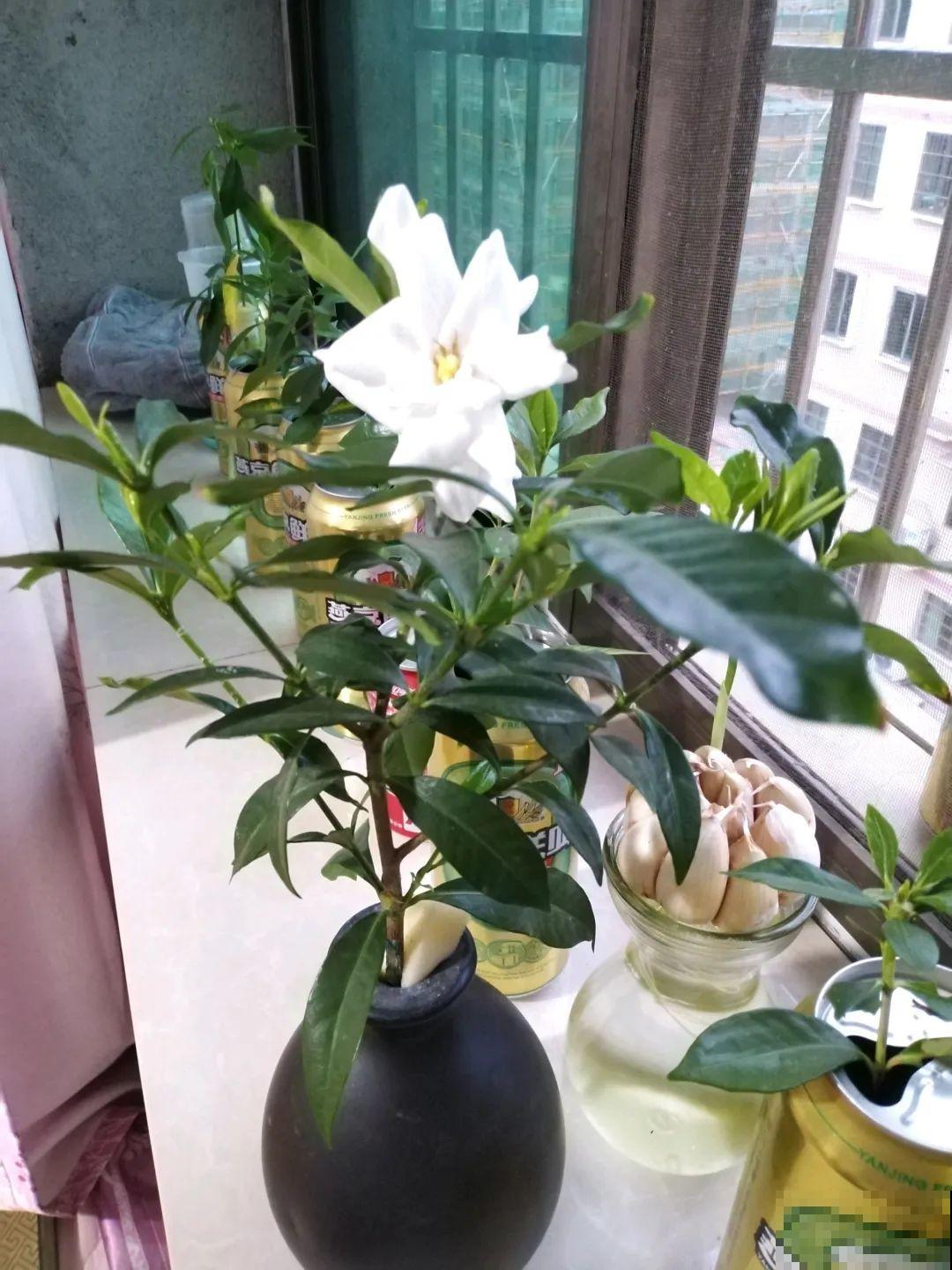 最难养的7种花，丢水里反而蹭蹭长，根系长满瓶！