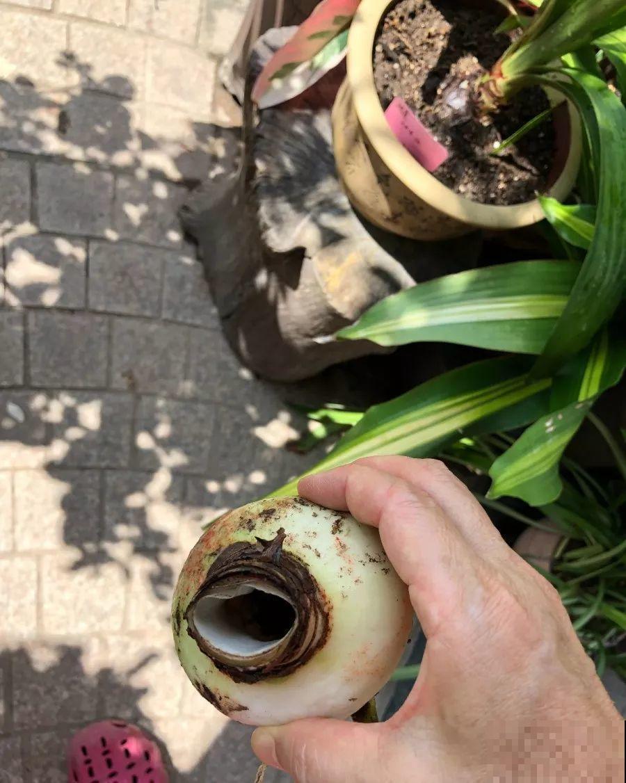 姐姐种的花一直没动静，根上长个黑窟窿，难怪不开花！
