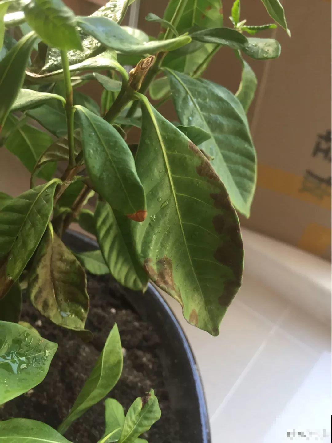 假期延长20天，家里的花全都蔫巴巴，抓紧救，还能活！