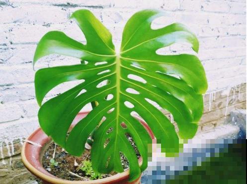 细菌最怕5种花，家里养一盆，全家都健康！