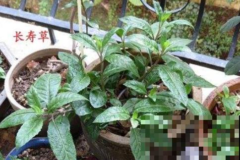 这菜国内遍地是，没想到在日本成了稀罕货，人人抢着吃！