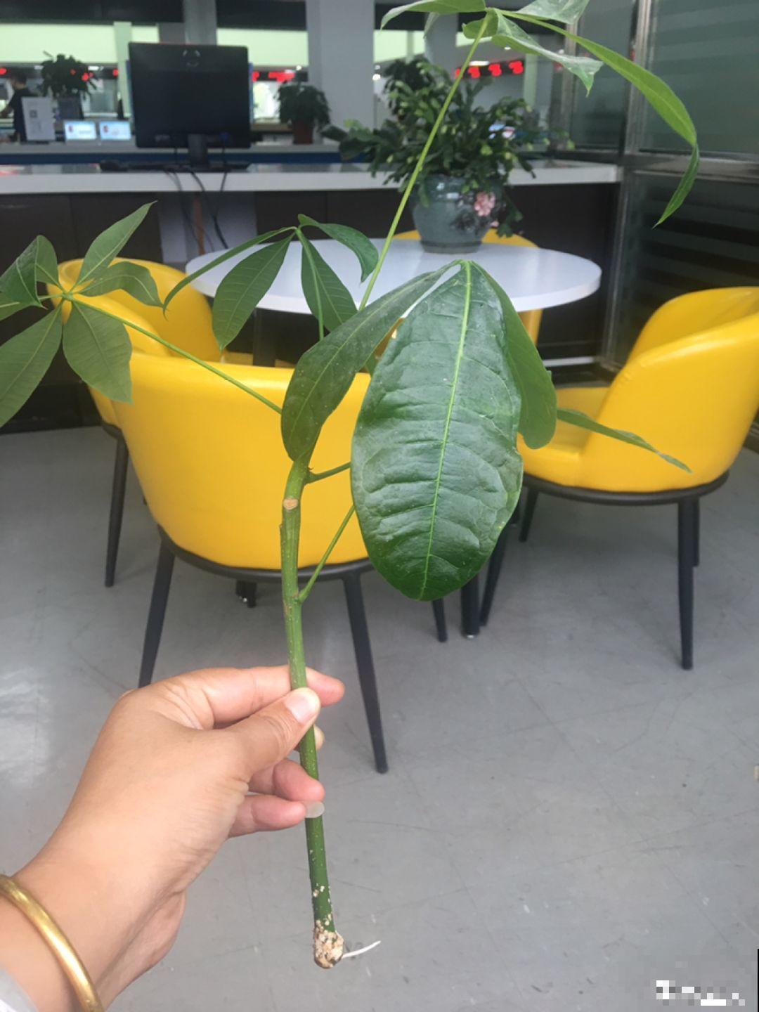 3棵茶花绑一绑，1年变成大老桩，懒人也能养成！
