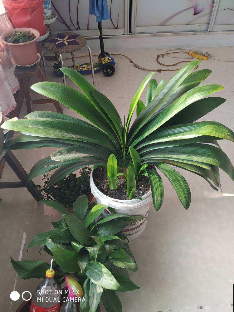 这花1盆花能爆50个崽，只要养1盆，整个阳台都长满花