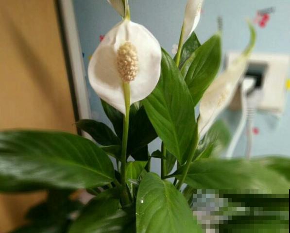 卫生间不方便开窗？尝试这5种花，耐阴又能去异味！