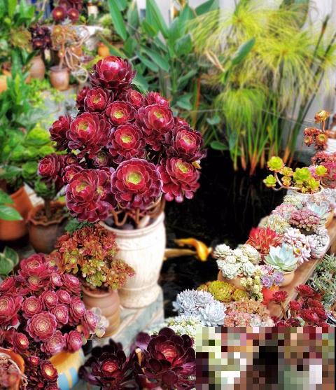 他只养一种多肉，就能建一个漂亮的花园，人人都羡慕！