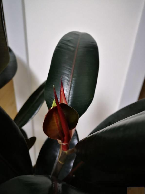 懒人最适合养的植物就是它，养花杀手也养不死，真是太顽强了！