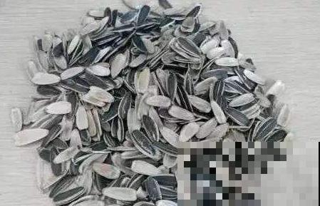 在家闲着没事磕了一堆瓜子皮，不要扔，养花正是好材料！