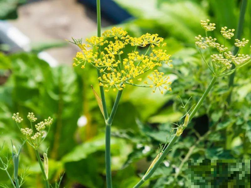 6种香香花，厨房客厅都能养，摘一把又能长一盆！