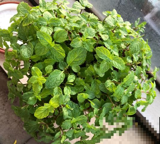 这种植物可以做菜，叶子摘下能泡茶，养人又养眼！