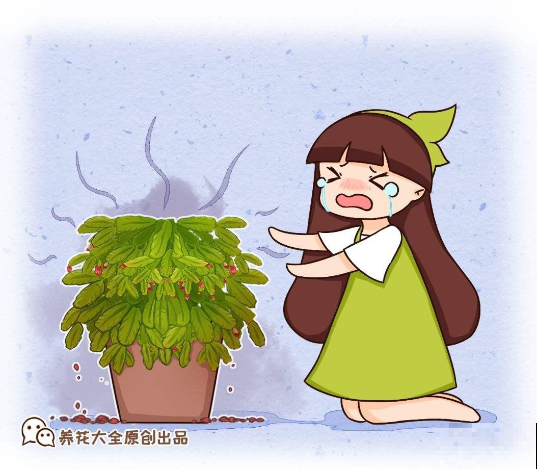 蟹爪兰哗哗掉叶子，别犹豫、赶紧剪，初春还能呼呼冒芽