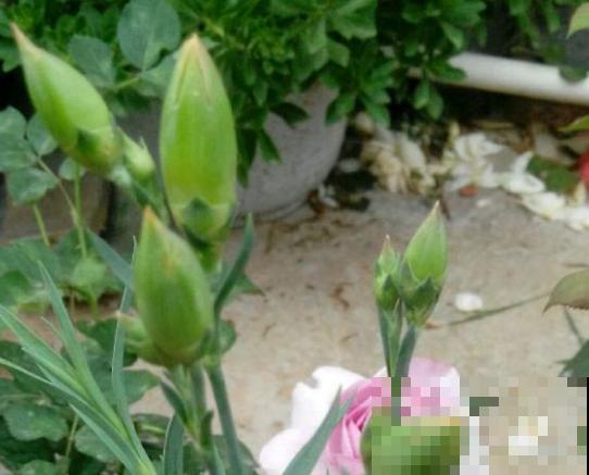 鲜花太贵别买了，不如买把种子，亲手种出来更有意义！