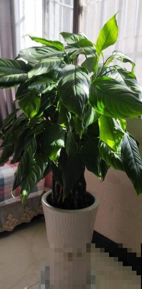 这观叶植物居然能开花，简直以为自己买错了，邻居超眼馋！