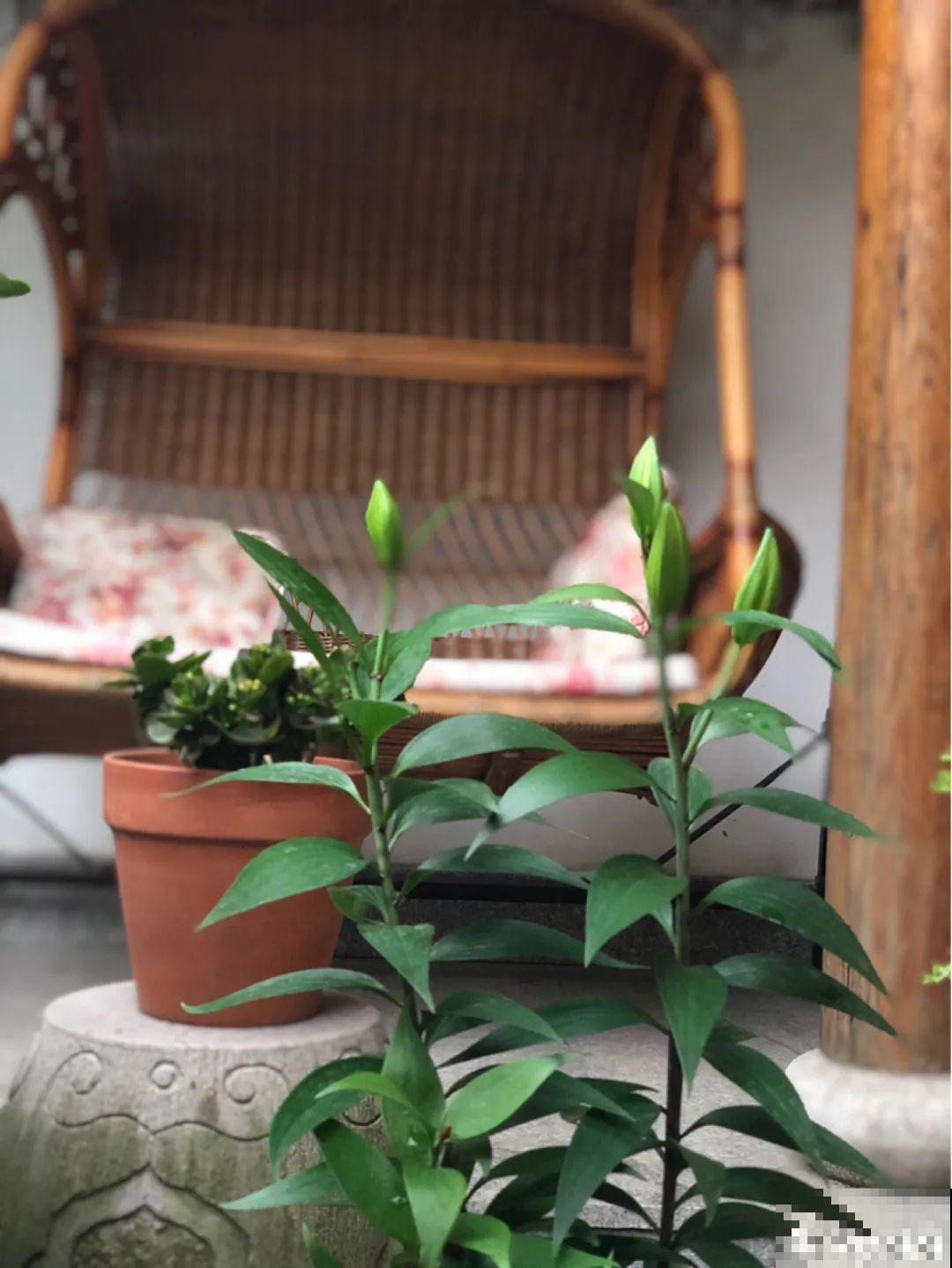 有一方小院，和你一起养花种草，这样就挺好！