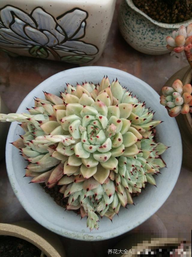 养了6年多肉，我是如何一步一步，从小白变成高手的！
