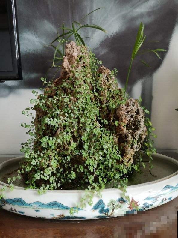 把花种在“石头上”，价格翻一倍，别人给钱都不卖