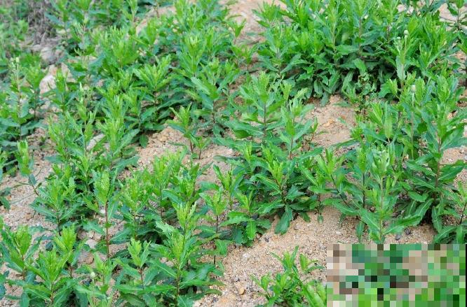 农村人最爱的一种“野花”，摘下直接煮水喝，对人身体好！