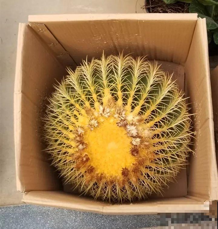 遇到喜事儿送盆花，最好别送这一种，小心惹麻烦！