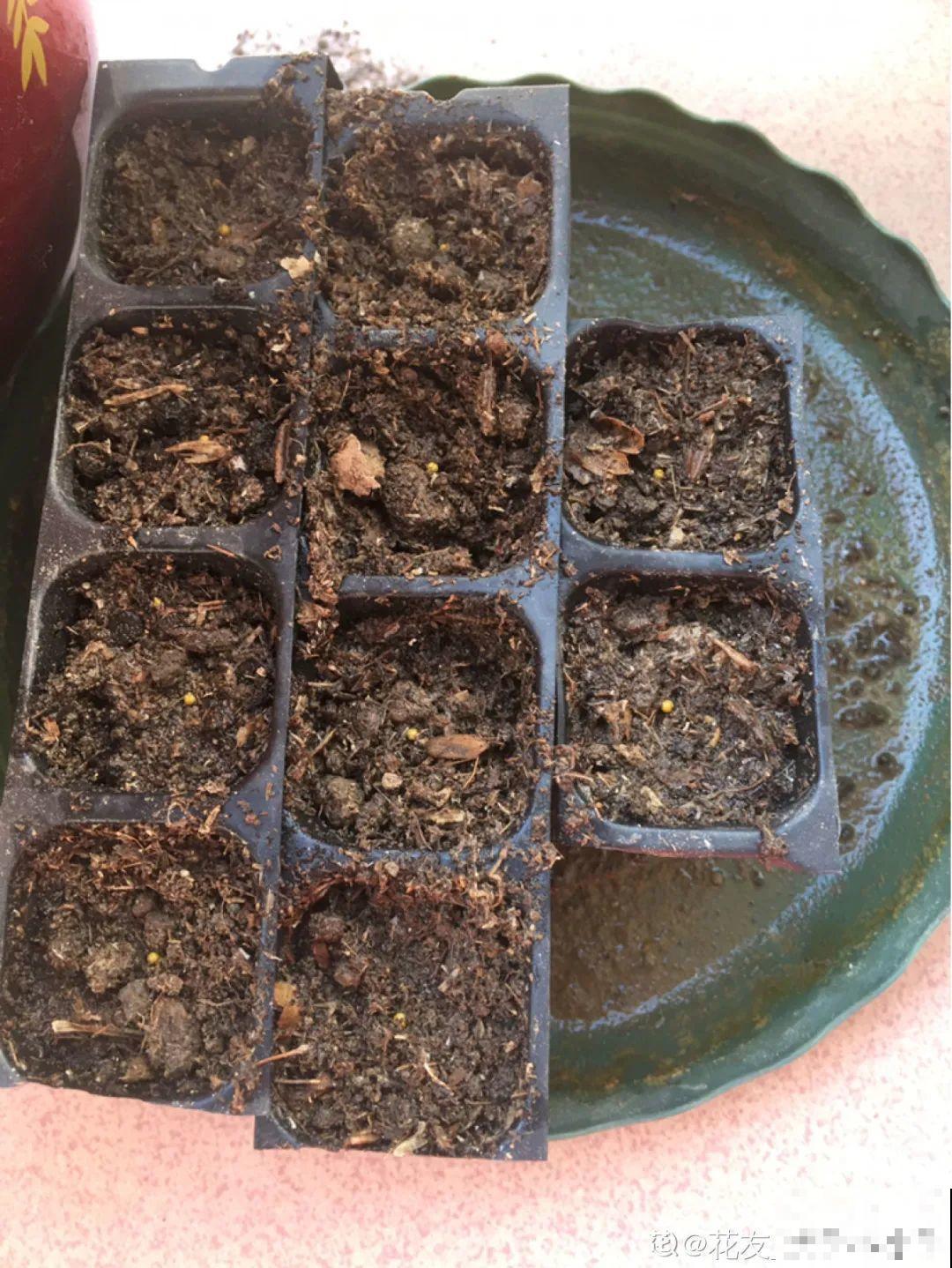 1个球切8块，丢土里就能冒芽，来年收获一大盆！
