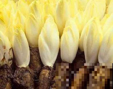买几棵这蔬菜，简直是拥有聚宝盆，吃完还能往外长！