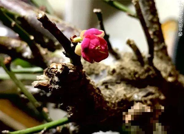 最贵气的梅花，多少人想养，都怕养不好！