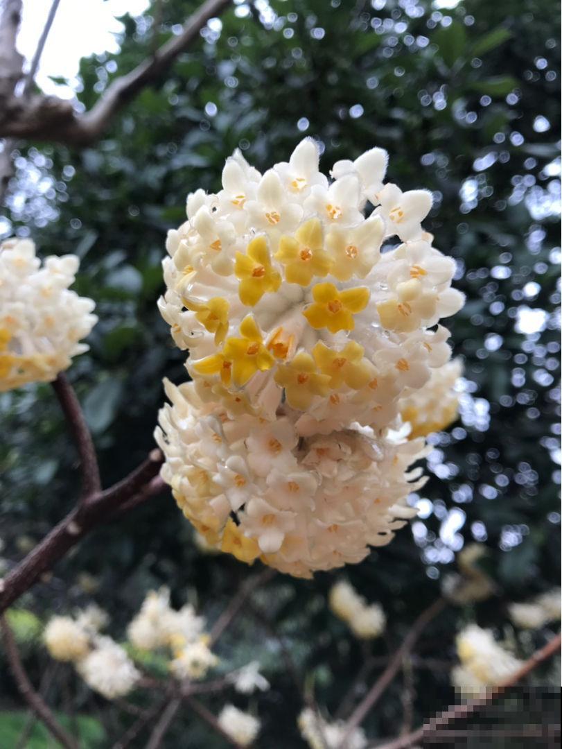 这种“新奇花”，开花满屋飘香，还寓意“喜结连理”