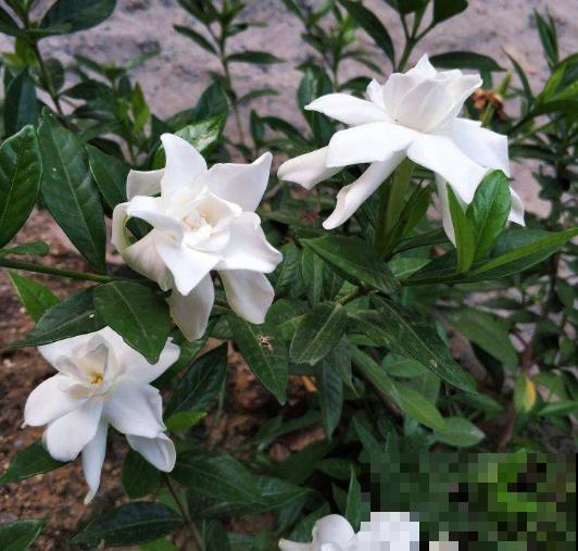 香味好闻的5种花，家里养一盆，清新又舒适！