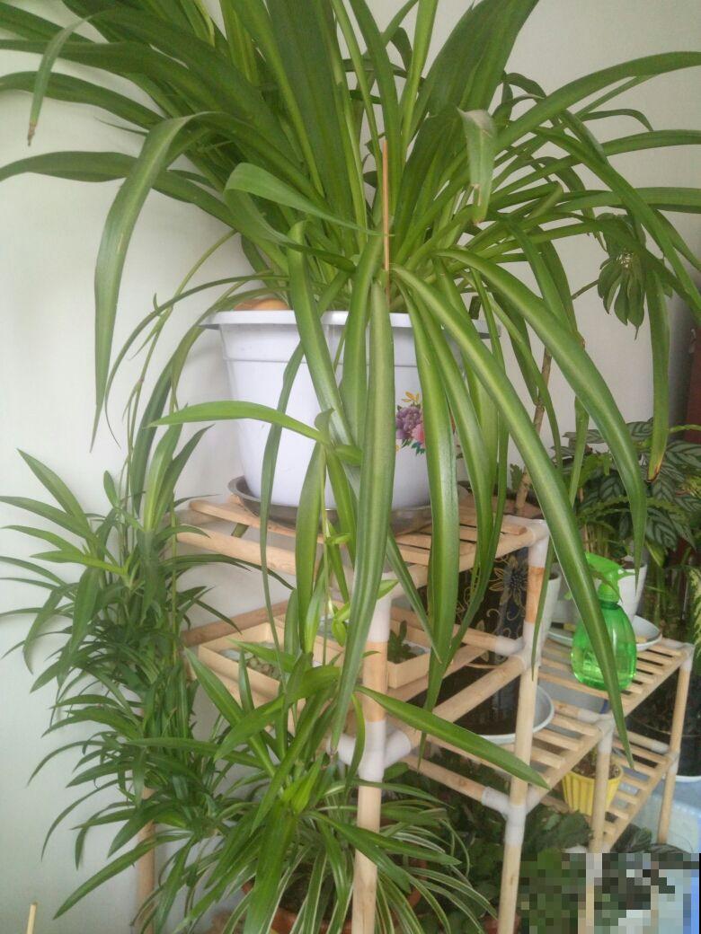 一个多月没管花，别急着给它浇水，养护循序渐进最重要