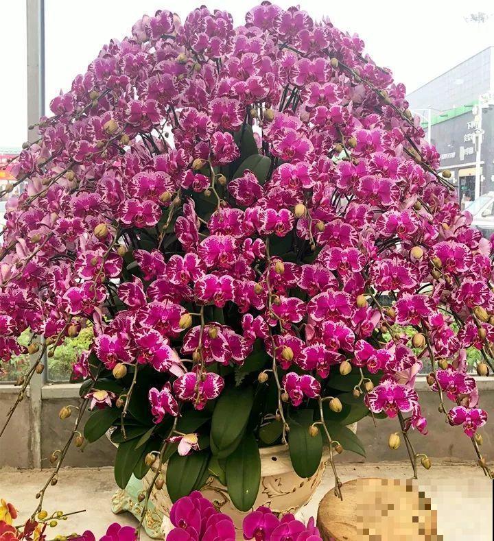10种名贵兰花，春节养最美，花一开满屋子香气！