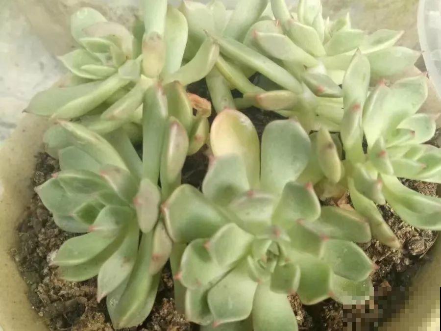 1块5毛钱的多肉，3年后养成了这样，对比太明显！