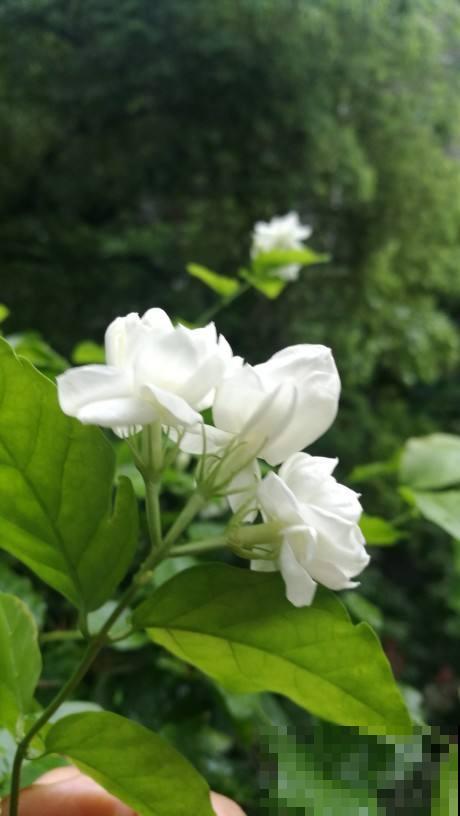 这种“香水花”，养在阳台正合适，风一吹满屋都香