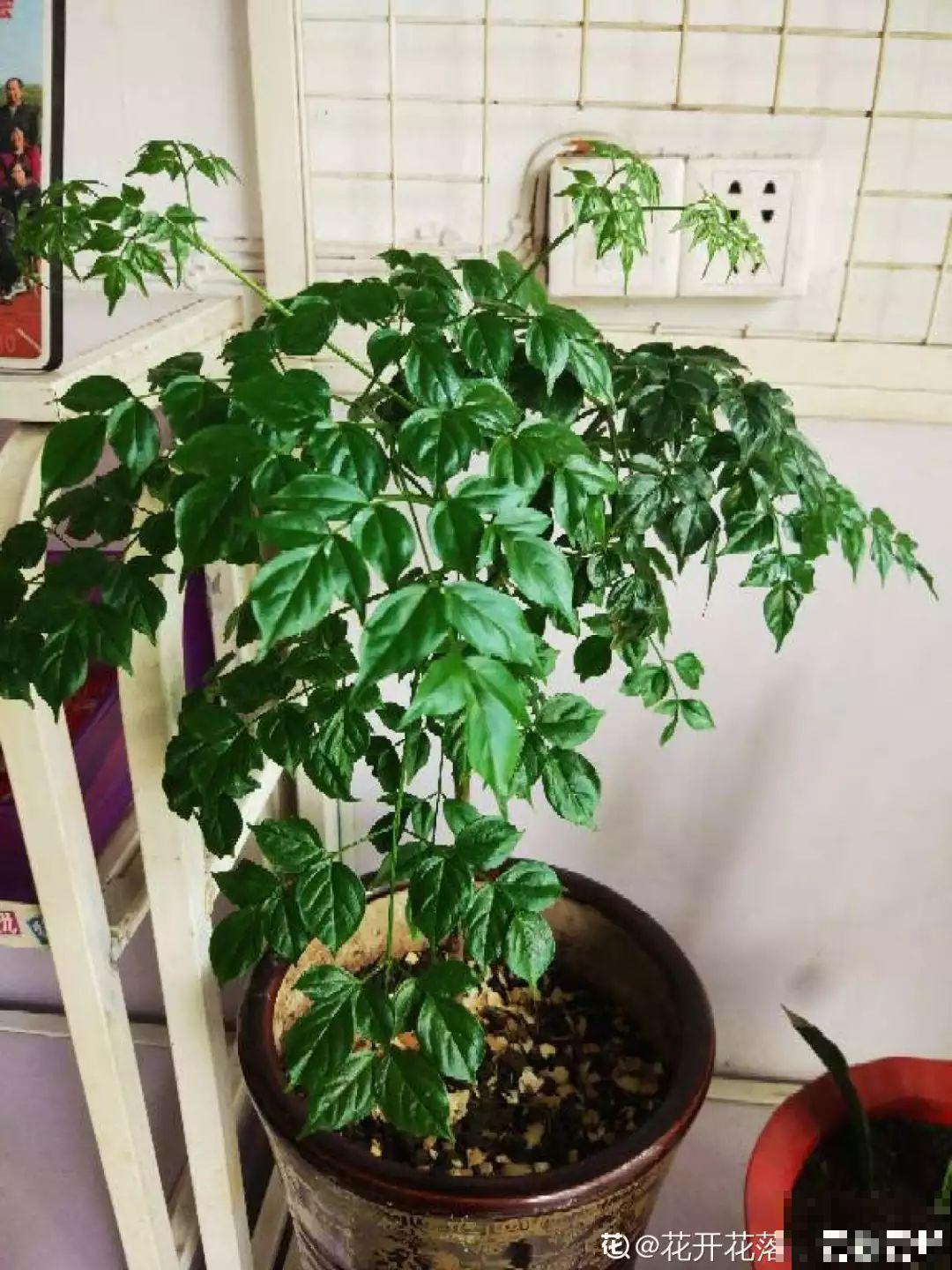 18种过年花，随便挑着养，“鼠”你新年最有钱！