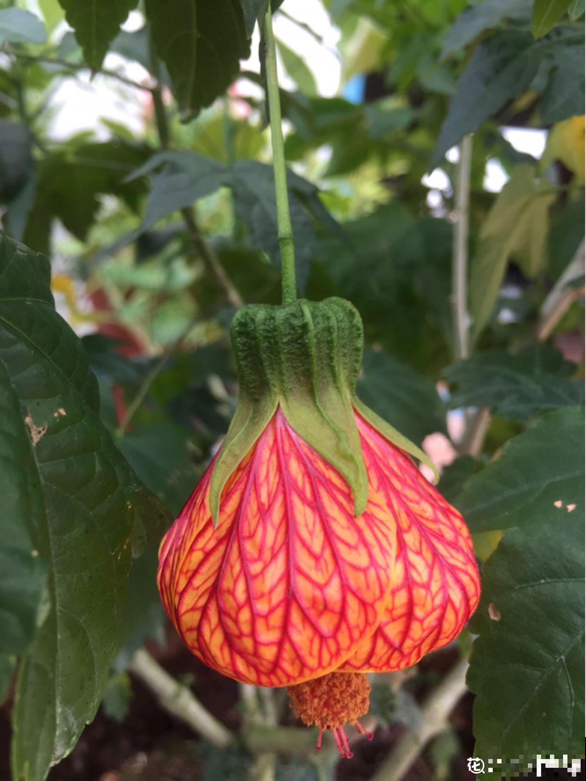 日这花开花像小铃铛，一年能开5个月，真“超长待机”