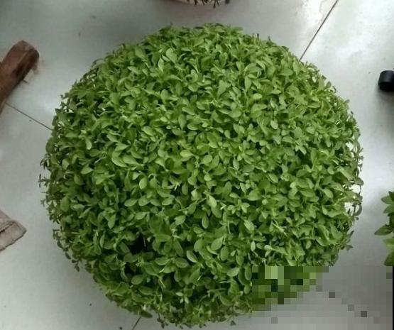 有种喇叭花，一剪枝条就冒花苞，比施肥还灵！