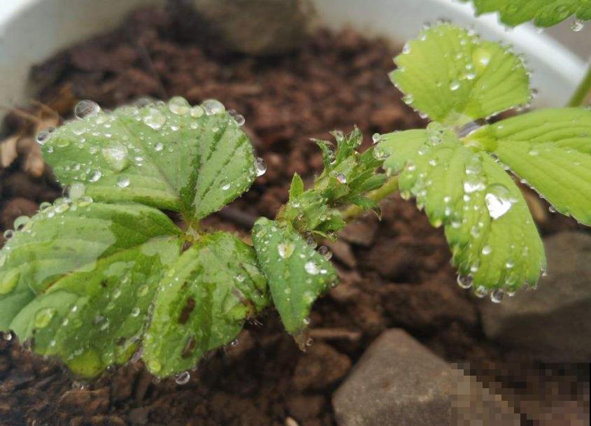 草莓原来也能自己播种？吃剩的埋土里就能种，小芽呼呼长！