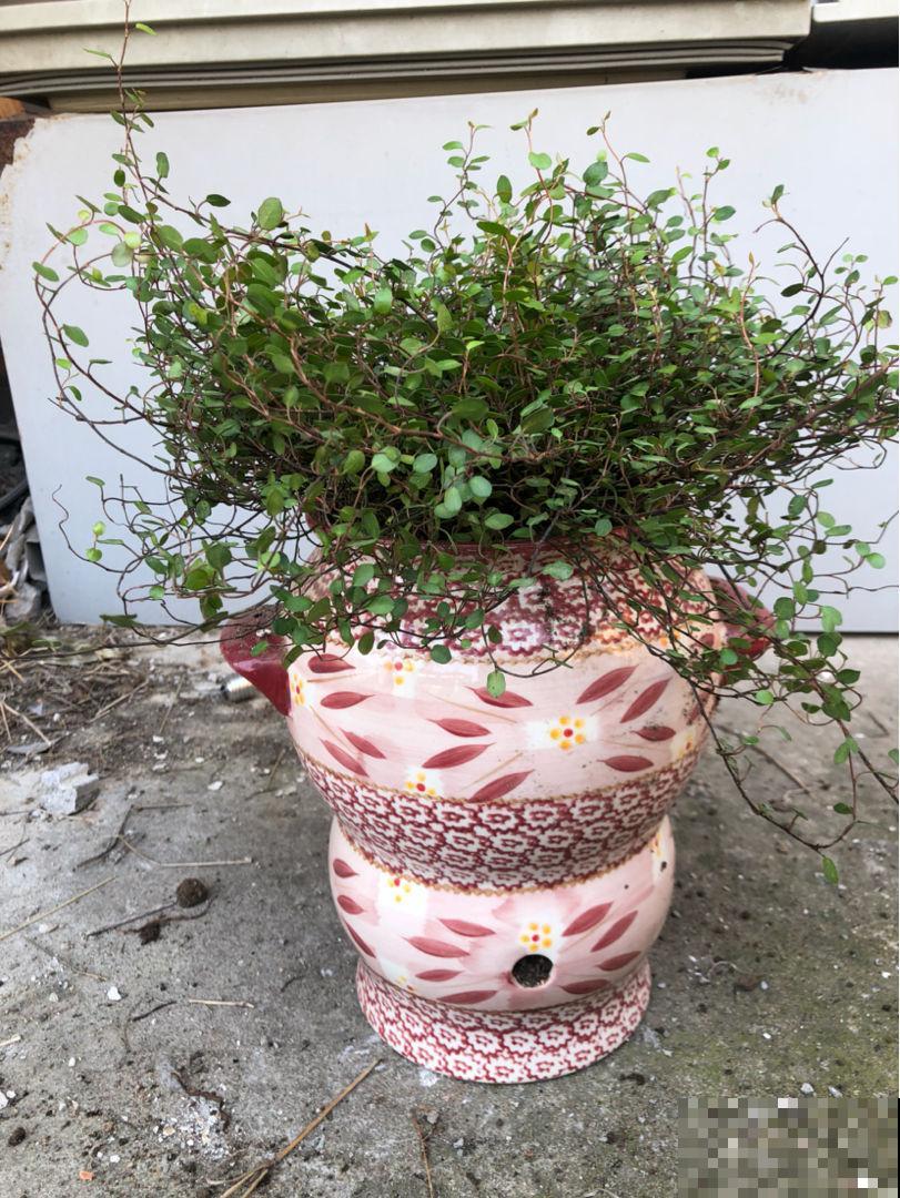 这花太好养，揪个叶子插土里，蹭蹭爆盆