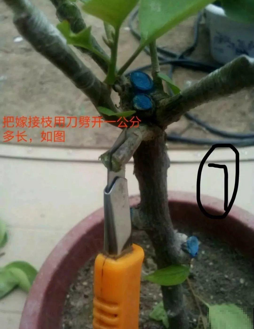3棵茶花绑一绑，1年变成大老桩，懒人也能养成！