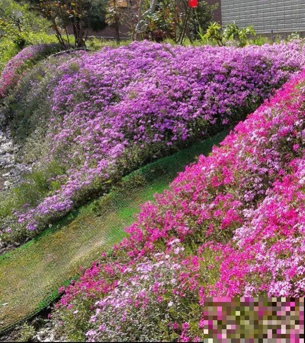 养这花才省心，掉片叶子下来，砖缝里也能长！