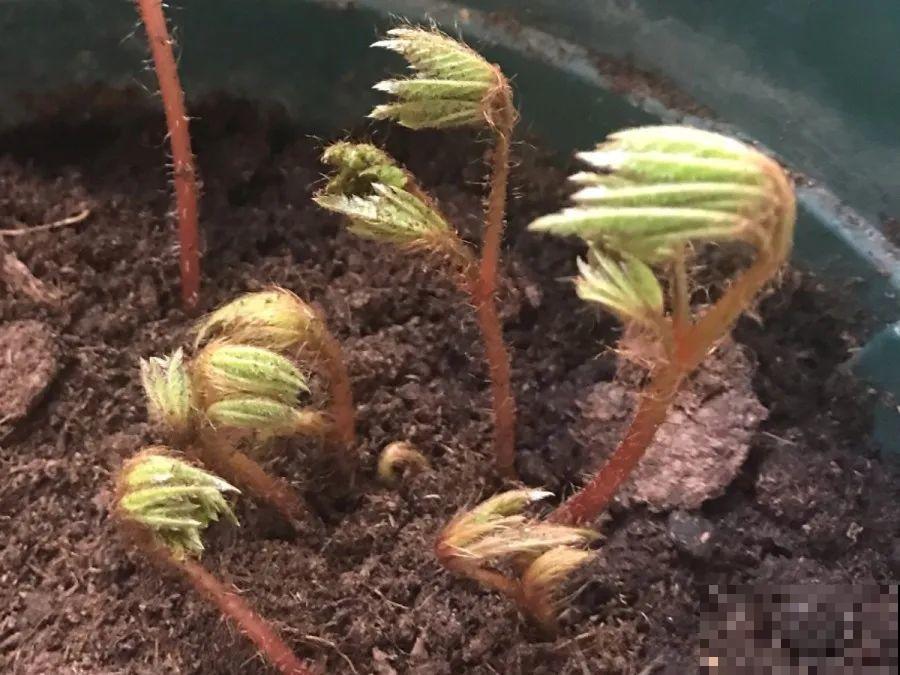 这花春天埋土里，能开好几枝，自带“贵妇”气质！