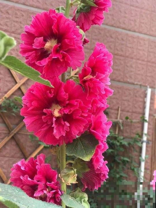 陪我们从小长大的4种花，每一种都是一个记忆，你养过哪几种？