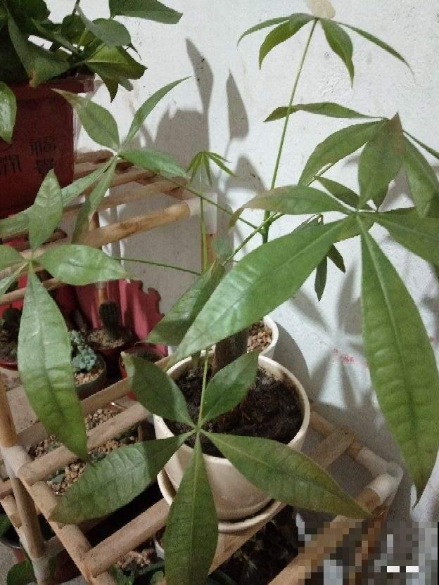 发财树文竹……一刀砍光枝条，1个月后呼呼冒新芽